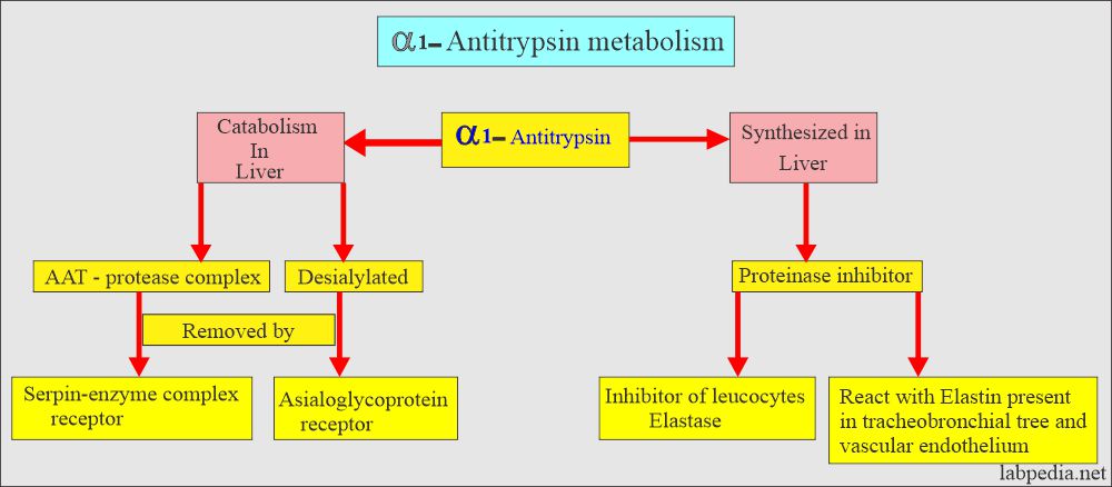 Alpha1- antitrypsin metabolism