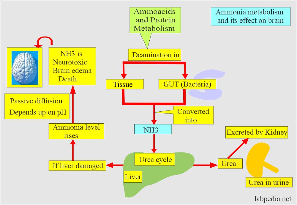 Ammonia (NH3), Hyperammonia, Ammonia Level, 44% OFF