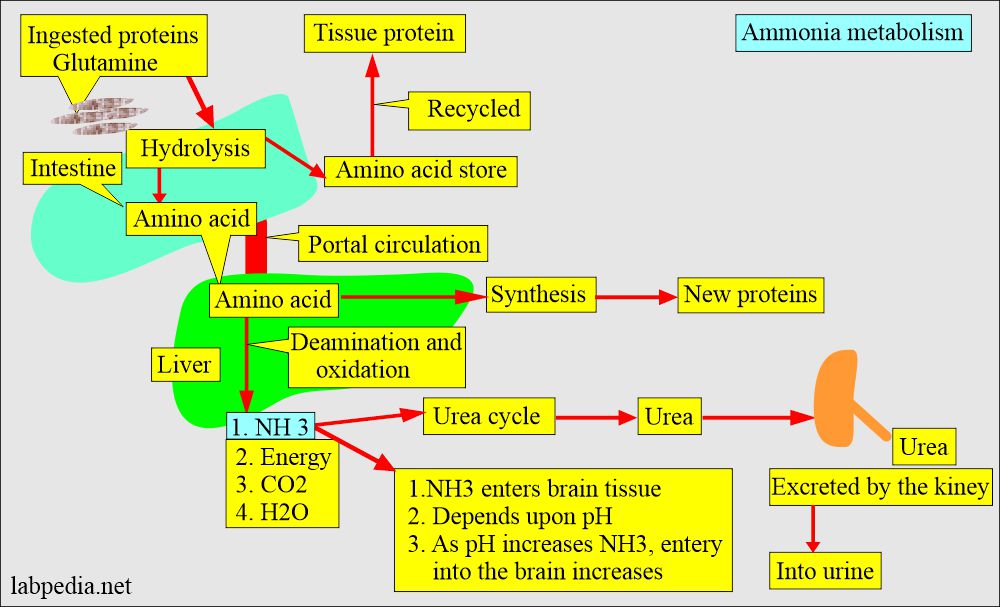 Ammonia metabolism and brain damage