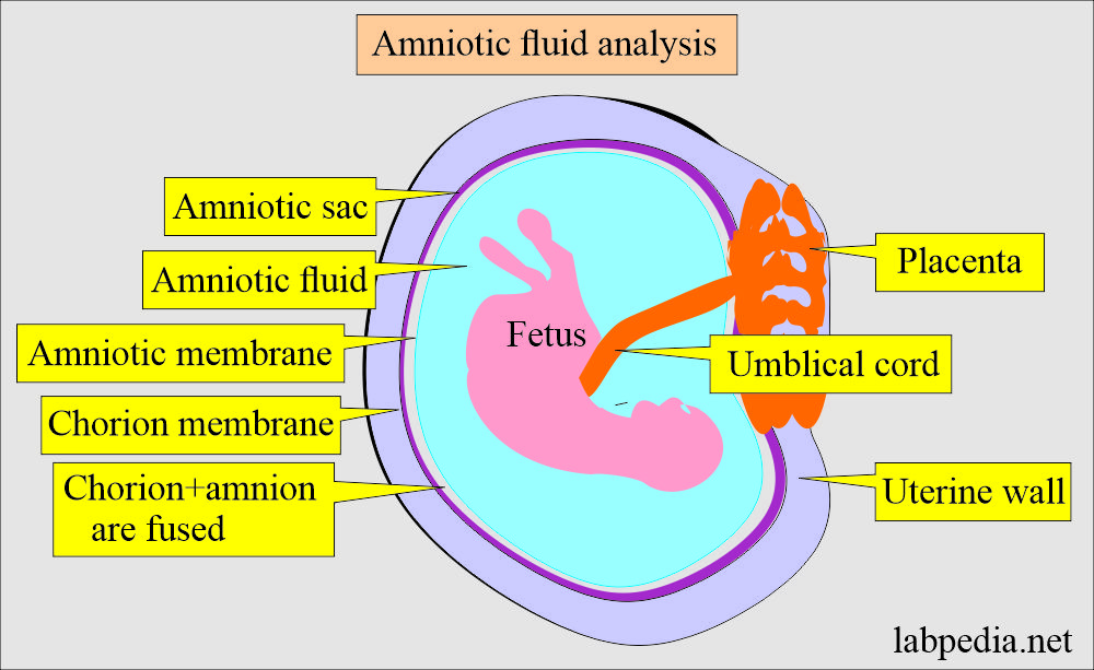 Amniotic fluid Examination (Amniocentesis): Amnion and fetus