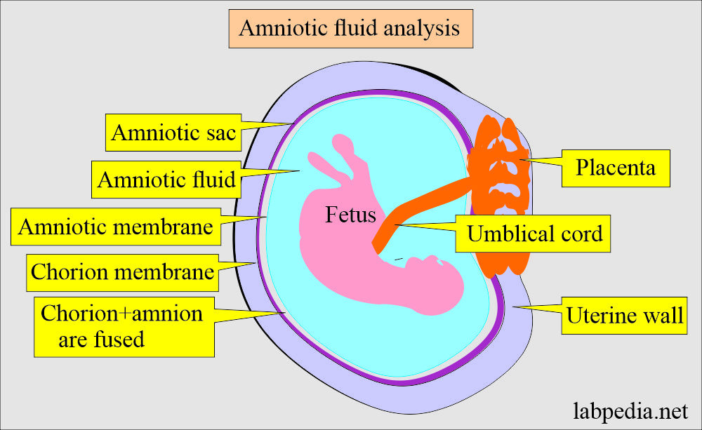 Uterus Placenta Amniotic Sac Amniote Egg