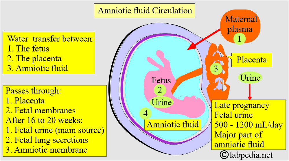 Sources of Amniotic fluid