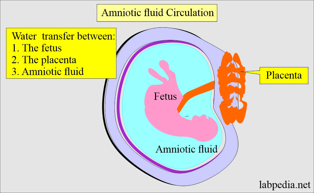 Amnion fluid and water absorption