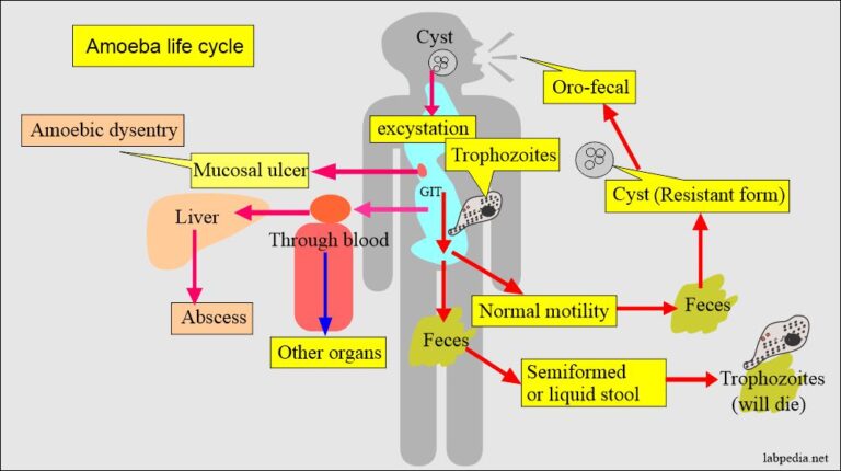 Amoebiasis Entamoeba Histolytica Life Cycle Diagnosis And Intestinal Amoebas 9694