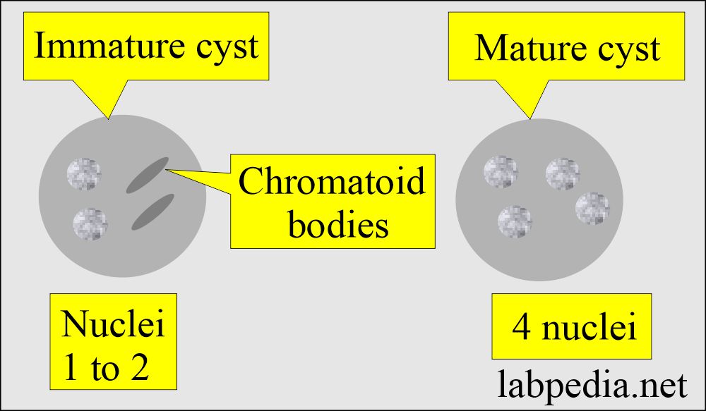 Amoeba mature and immature cyst