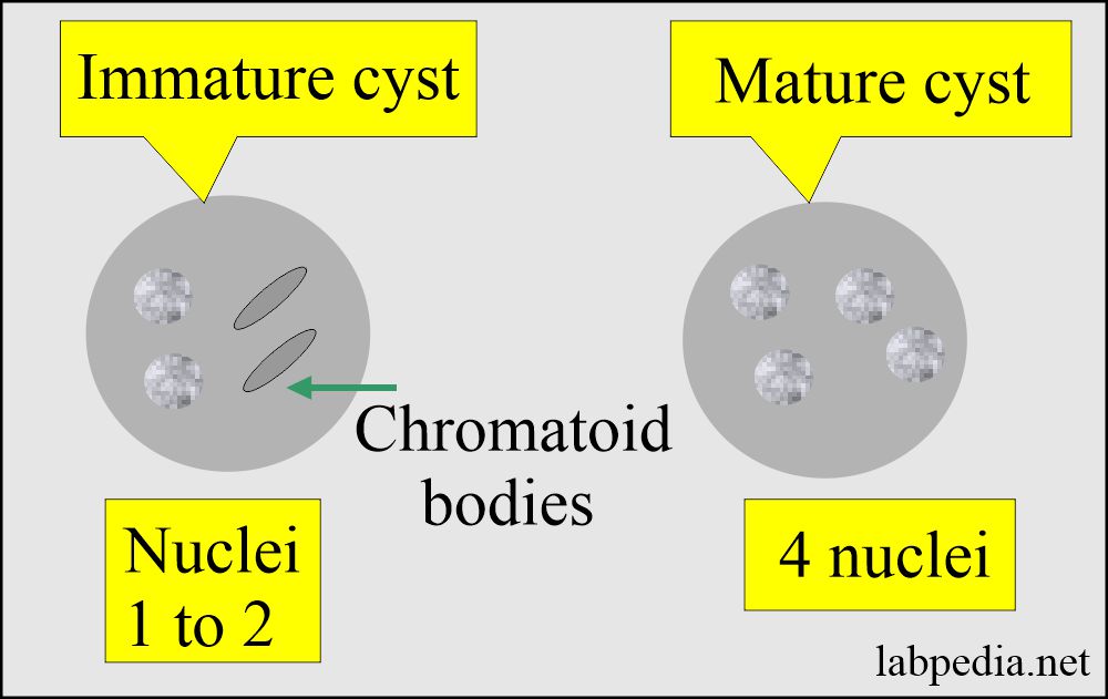 Amoebiasis, Entamoeba Histolytica, Life cycle, Diagnosis, and Intestinal Amoebas
