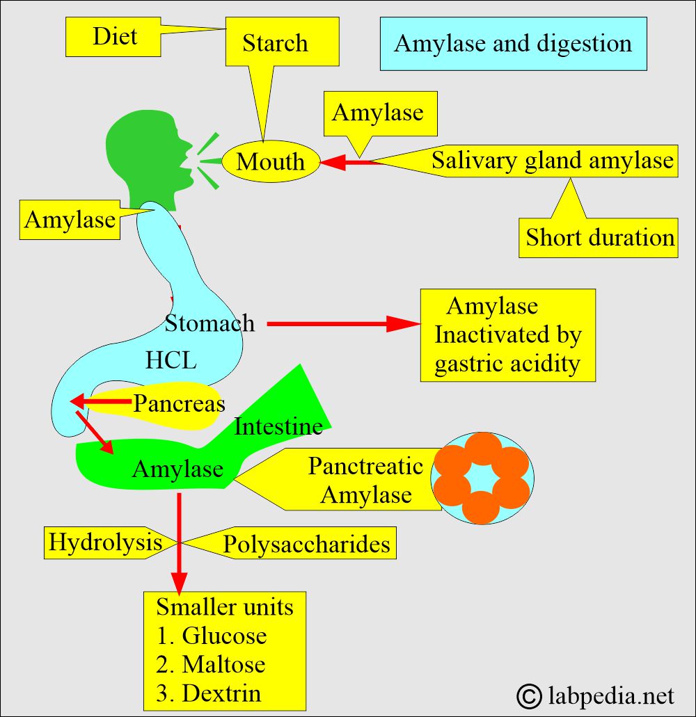 Amylase role in digestion Amylase role in digestion