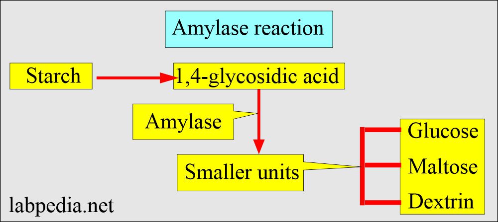 Amylase reaction