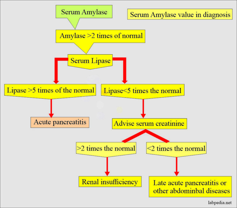 Amylase Serum And Acute Pancreatitis Diagnosis - Labpedia.net