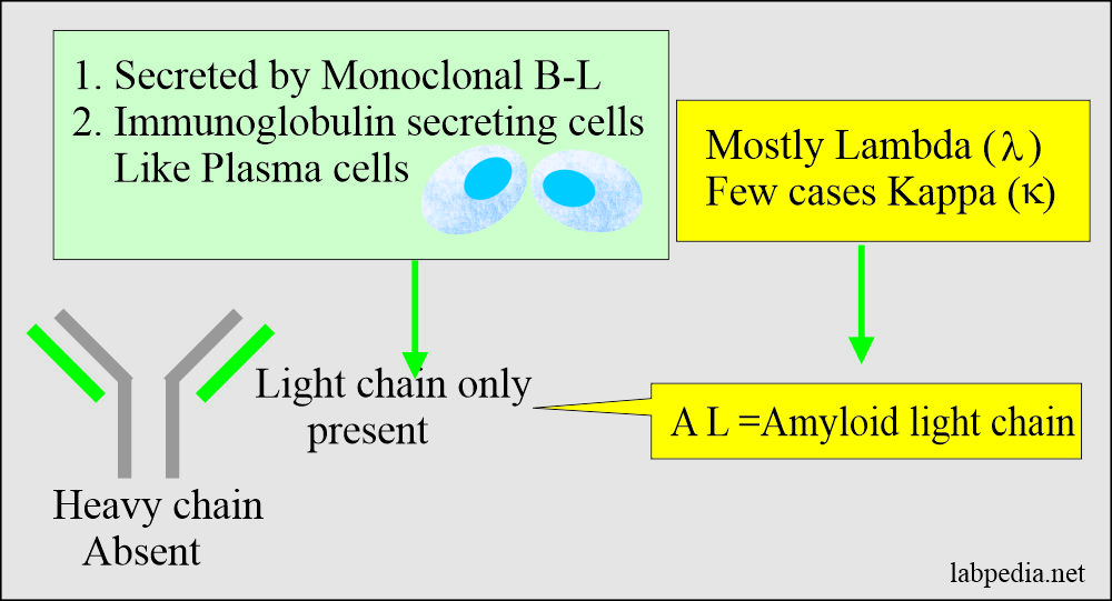 Amyloidosis AL, light chain formation