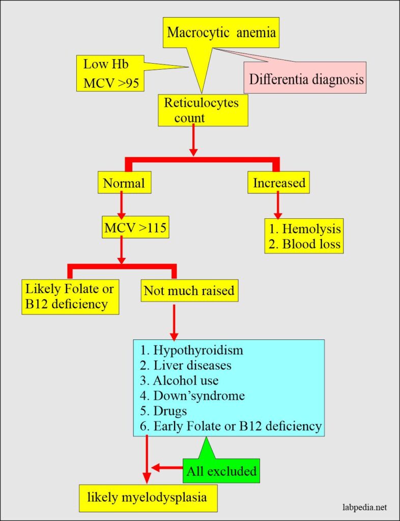 Anemia:- Part 3 - Megaloblastic Anemias, Macrocytic, Vitamin B12 And ...