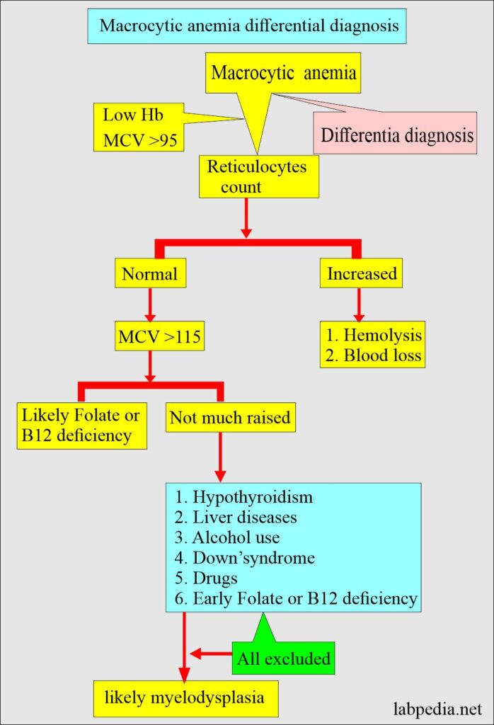 Anemia Part 3 Megaloblastic Anemia Macrocytic Vitamin B12 And Folic Acid Deficiency And 9070