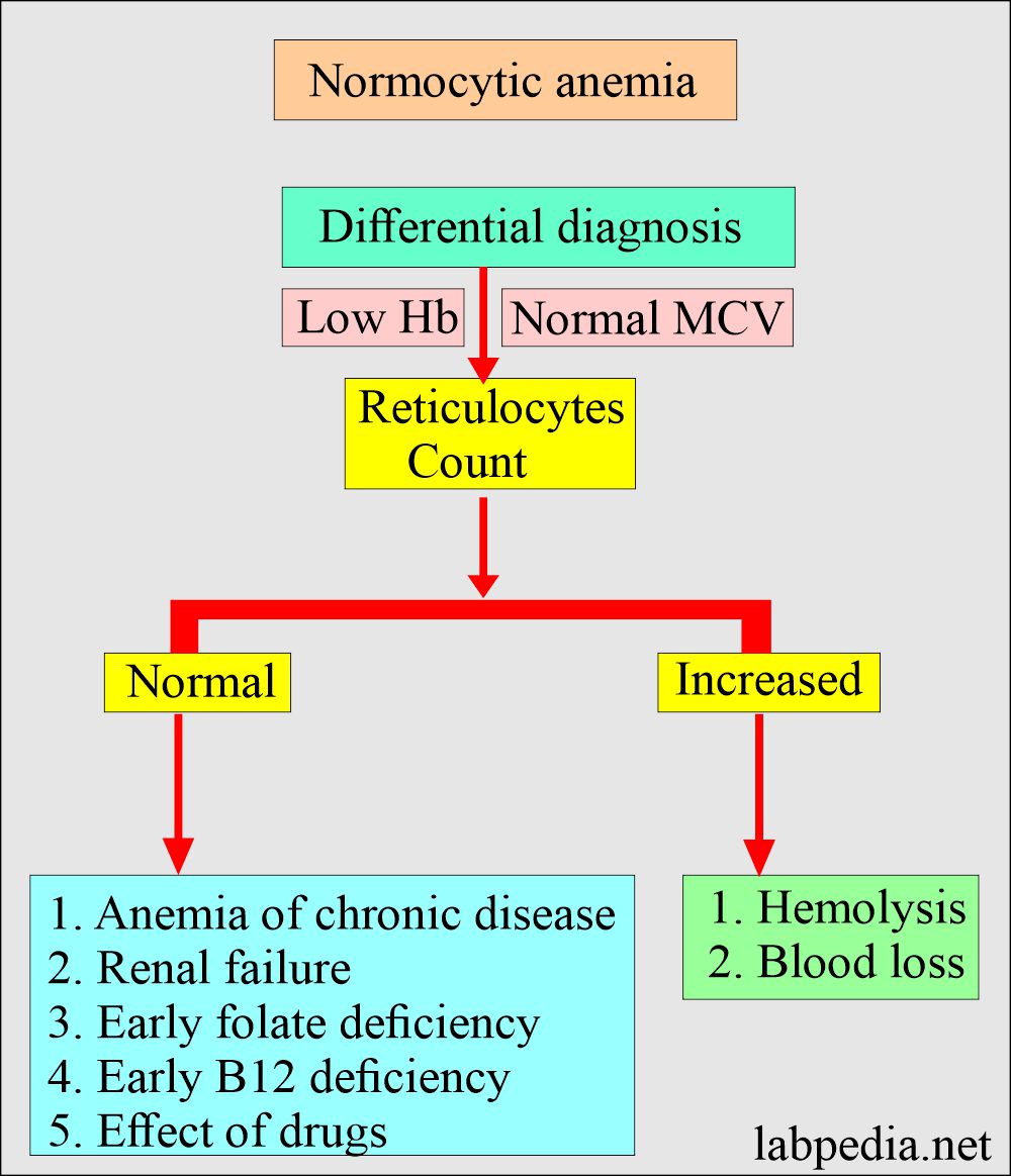Anemia normocytic and differential diagnosis