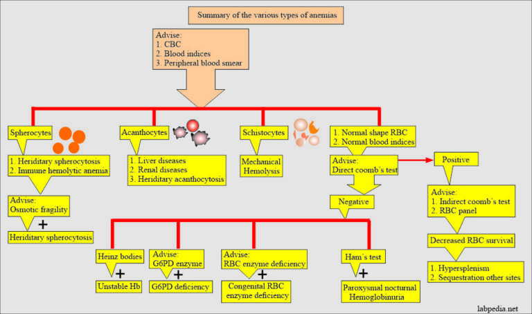 Anemia Part Hemolytic Anemias Classification Lab Diagnosis Labpedia Net
