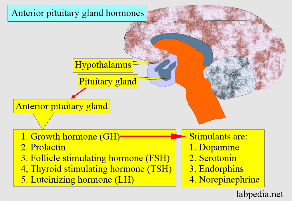 Anterior pituitary gland hormones and Growth hormone (GH)