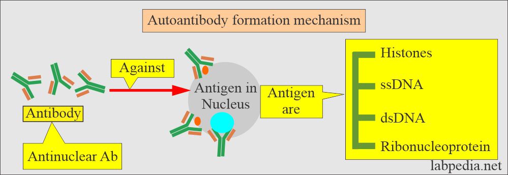 Anti-DNA: Anti-double-stranded DNA antibodies: Anti-DNA antibody formation mechanism
