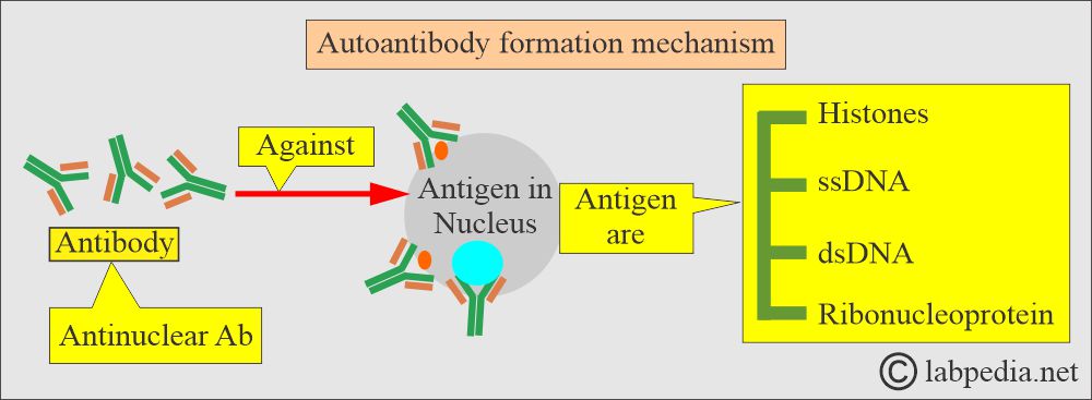 Anti-DNA antibody formation