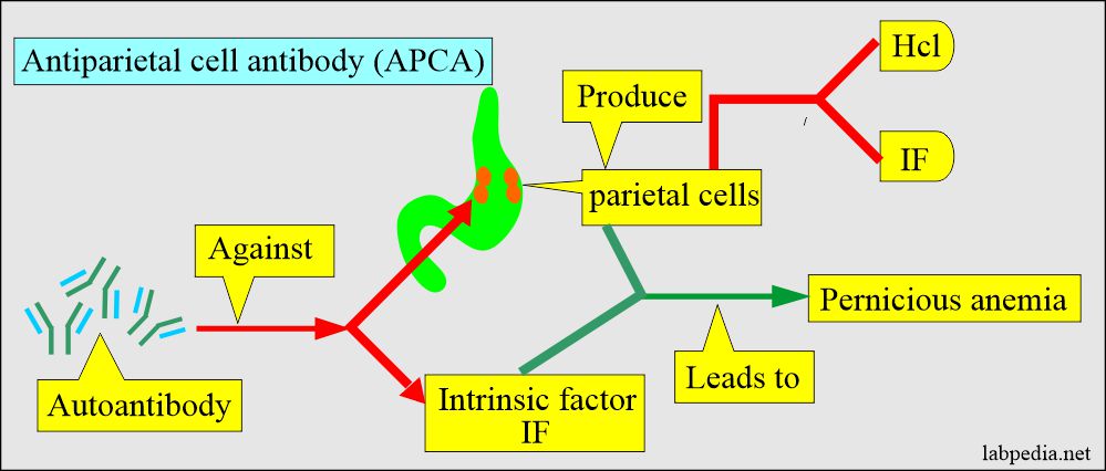 Antiparietal cell antibody formation (APCA)