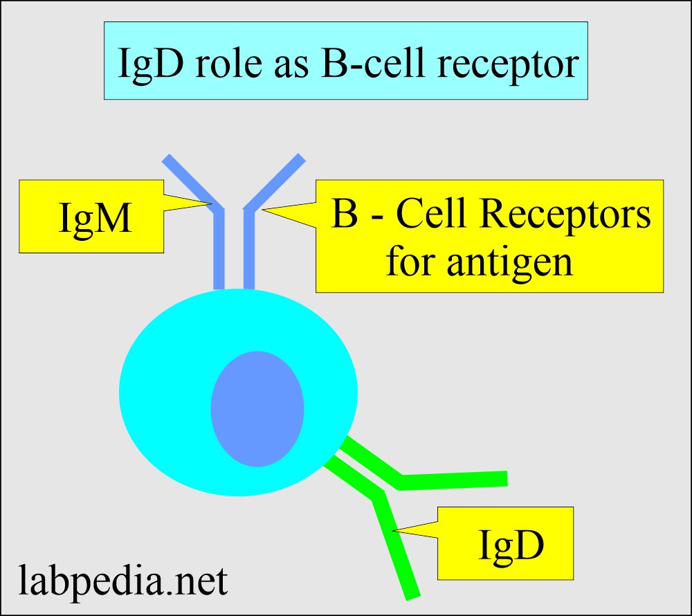 IgD role as B-L receptor