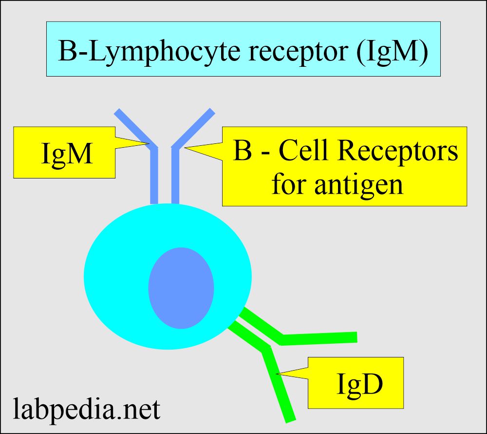 Immunoglobulin: B-Lymphocyte receptor IgM