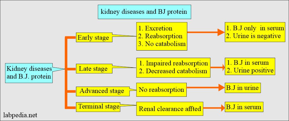 Bence-Jones Proteinuria: BJ protein and kidney diseases