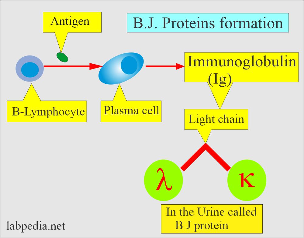 BJ proteins formation
