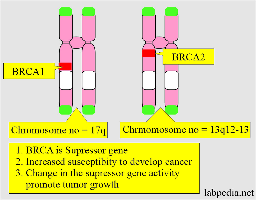Tumor markers: BRCA gene on chromosomes