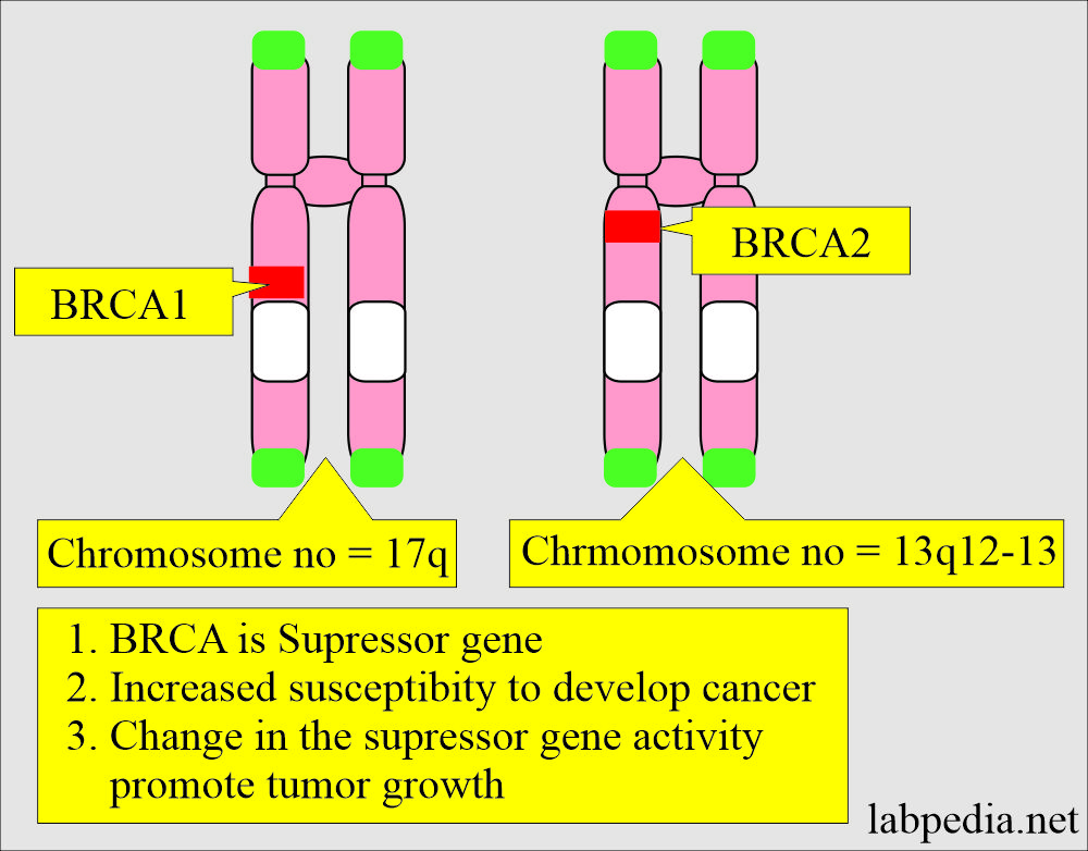 What Are BRCA1 BRCA2 Genes And How Do They Affect Cancer 44 OFF