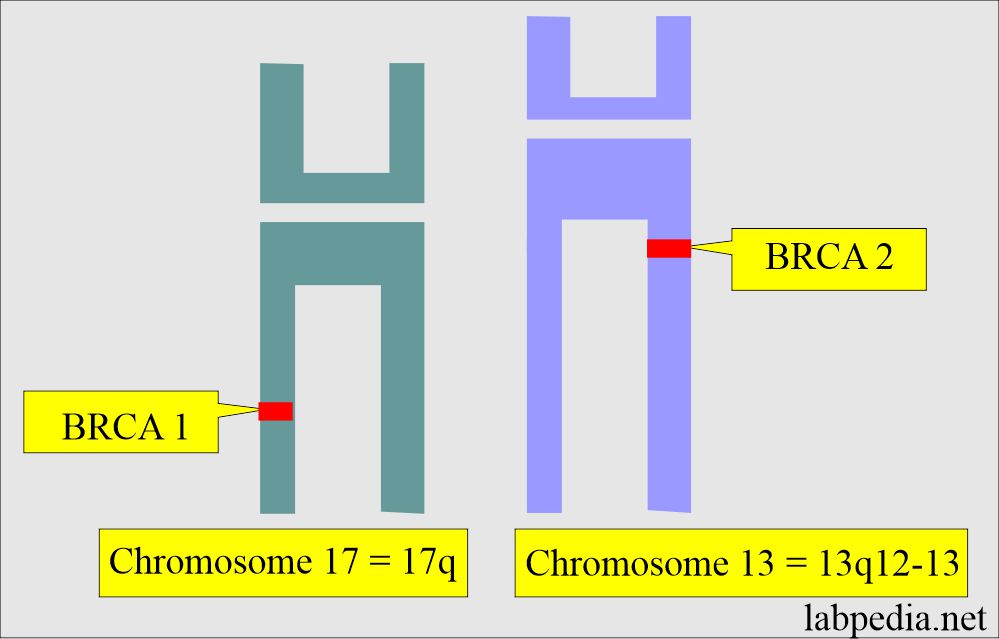 Tumor markers: BRCA1 and BRCA 2 present on chromosomes