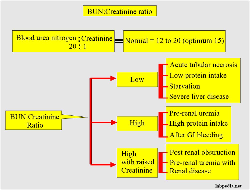 Blood Urea Nitrogen (BUN)/Creatinine ratio, and Interpretations