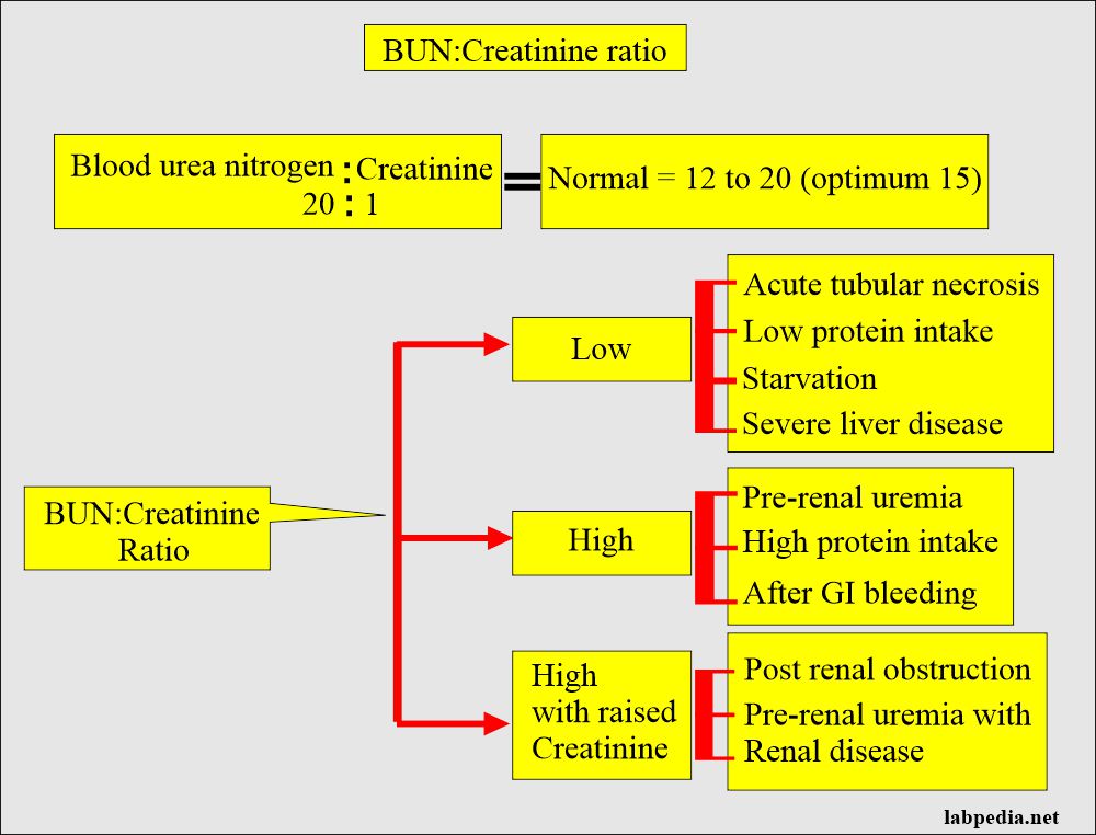 Blood urea nitrogen/Creatinine ratio causes