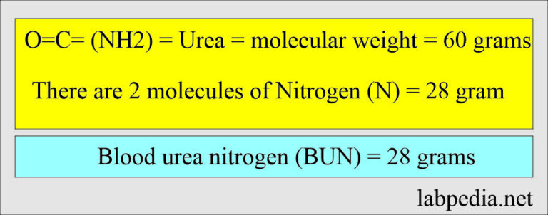 Blood Urea Nitrogen (BUN) Or Urea Nitrogen, And Interpretations