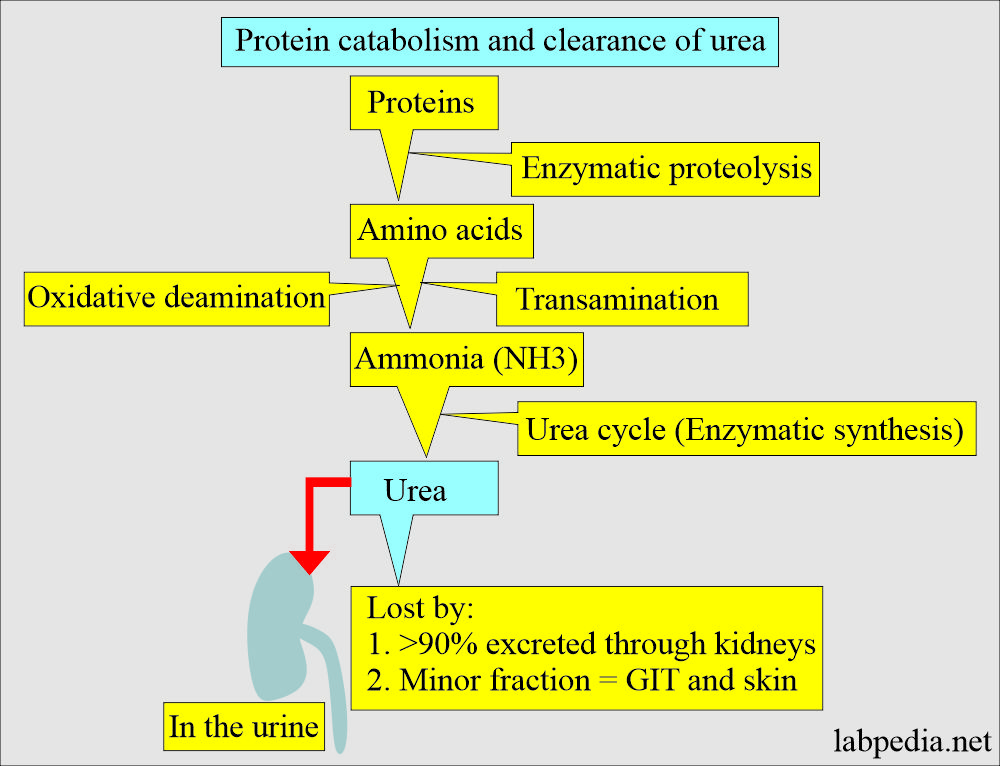 Formation of urea and its clearance