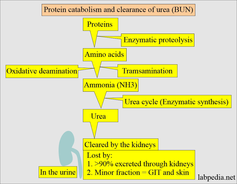 BUN, urea catabolism and clearance from the body
