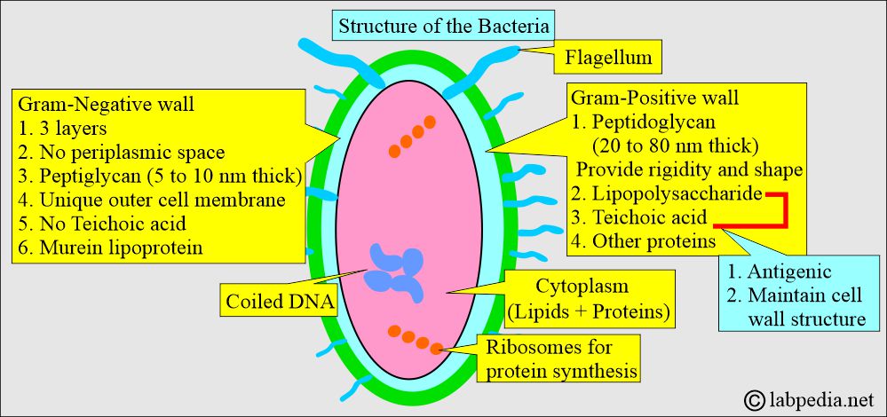 Bacteria structure