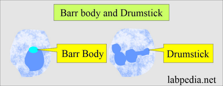 Barr Bodies Detection Sex Chromatin Body Nuclear Sexing And 6388