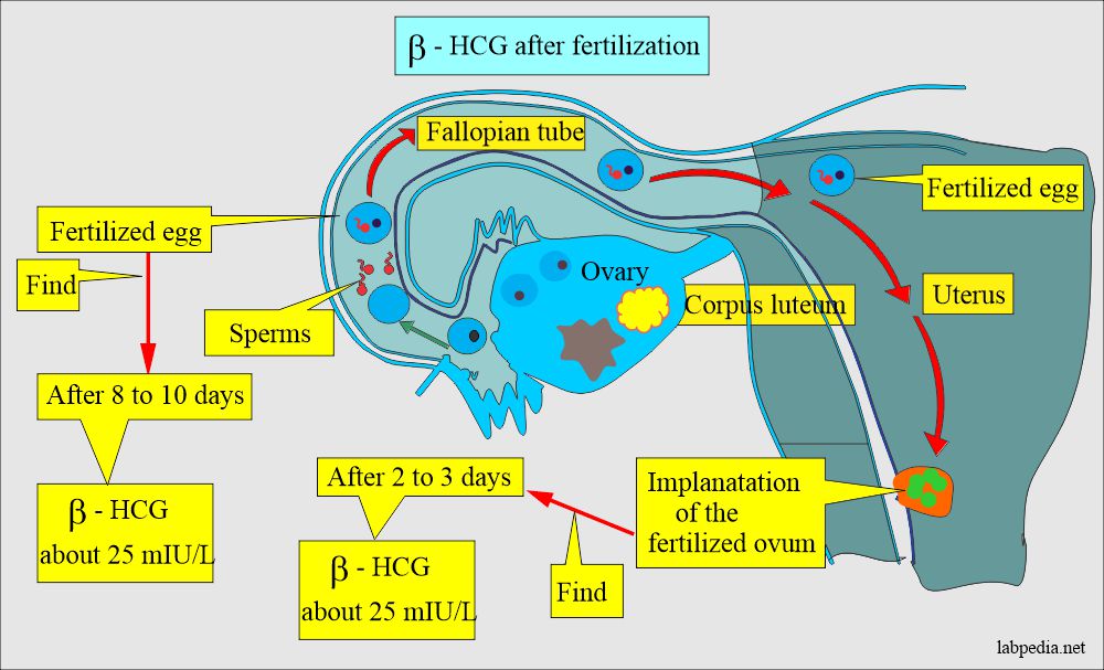 Beta-HCG and the process of fertilization