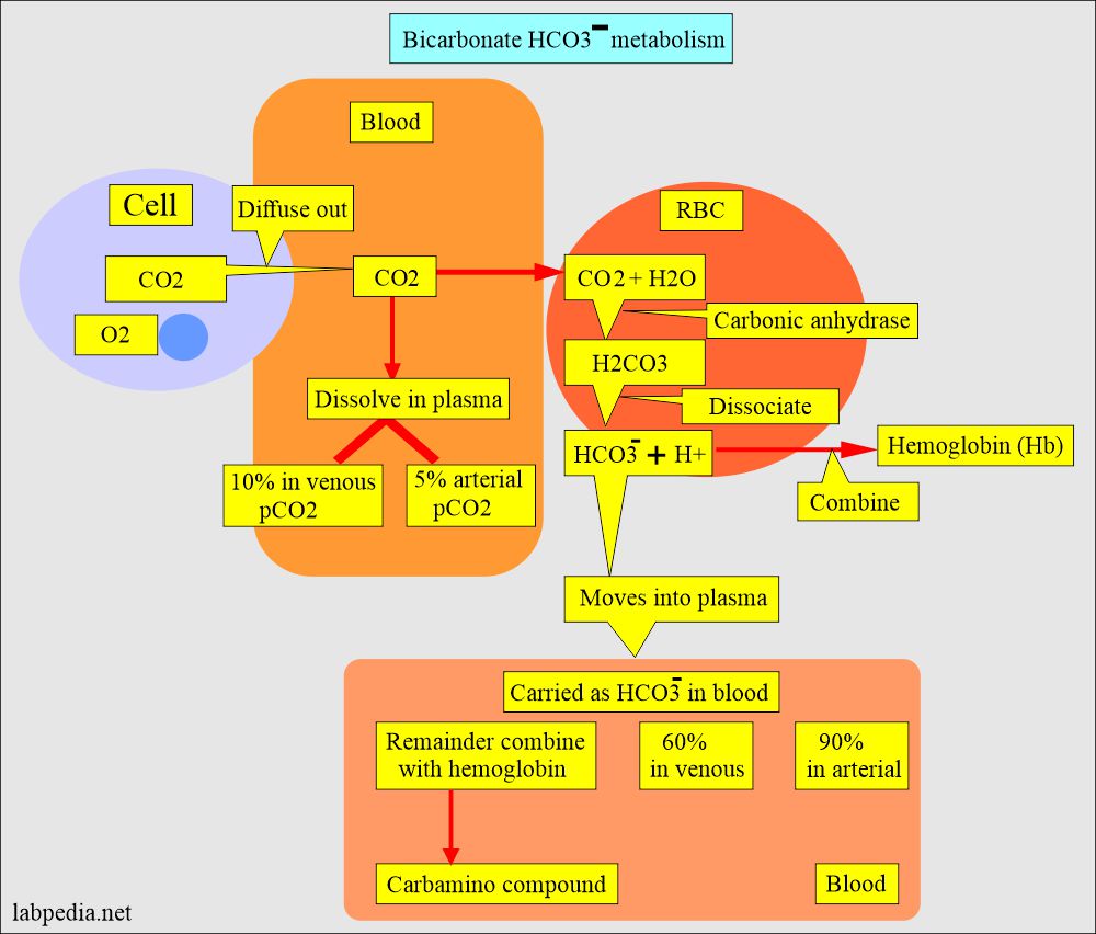 Bicarbonate Level (HCO3-): Bicarbonate (HCO3-) metabolism