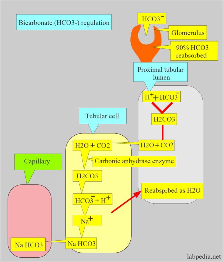 Acid-Base Balance:- Bicarbonate level (HCO3-)