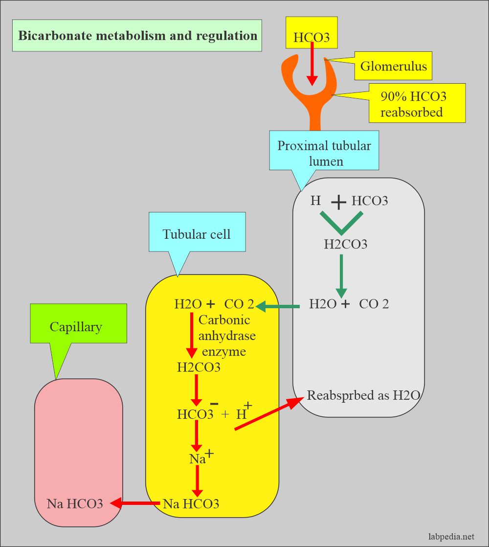 Bicarbonate metabolism and absorption