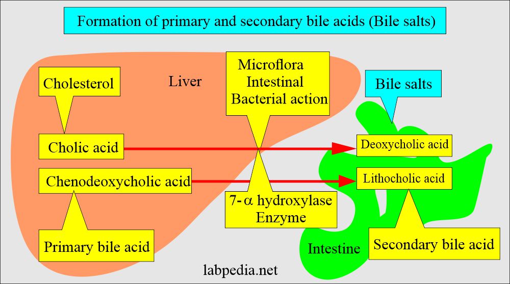Bile acids primary and secondary formation
