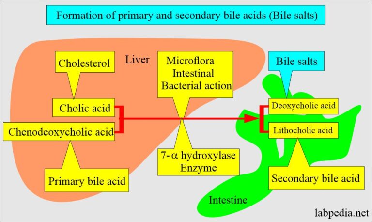 Urine Bile Salts And Bile Acid Metabolism