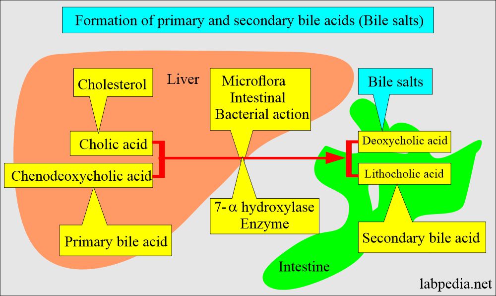 Bile acids primary and secondary