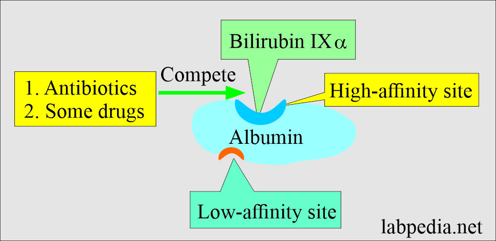 Bilirubin as albumin carrier