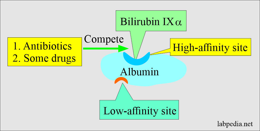 Nurseupdate Bilirubin Bilirubin Test