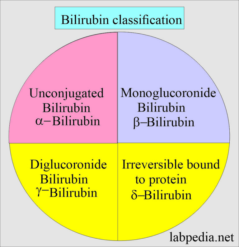 Bilirubin Part 1 Total Bilirubin, Direct and Indirect Bilirubin