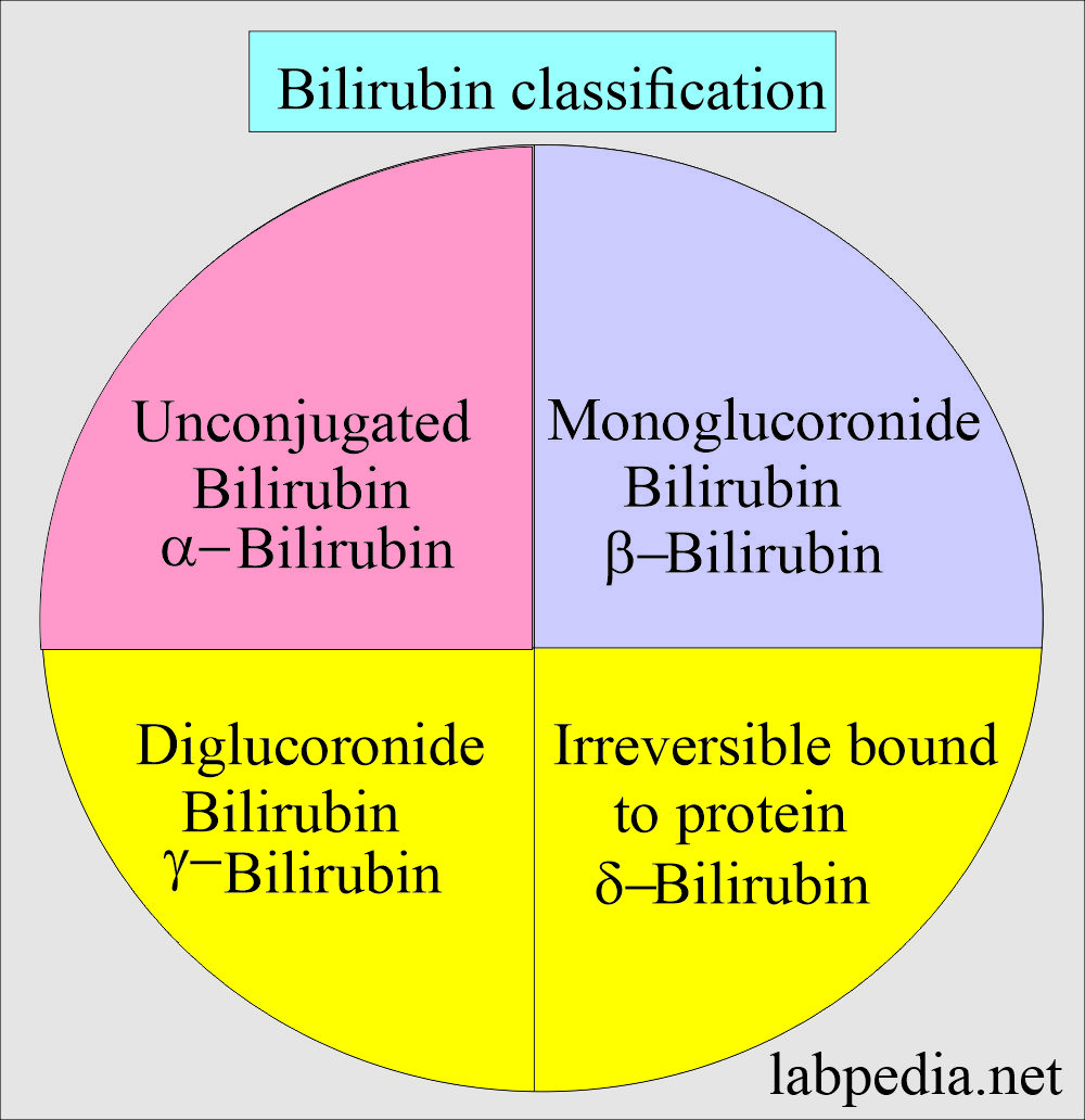 Bilirubin classification