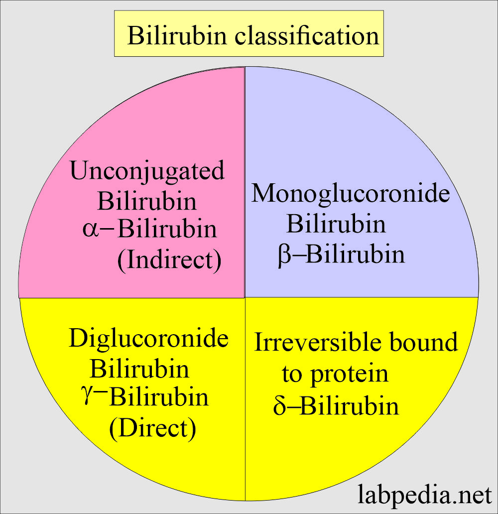 Bilirubin classification