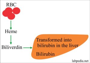 Bilirubin -Part 1- Total, Direct and Indirect Bilirubin, Classification ...