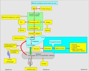 Urine Bilirubin, Bilirubinuria - Labpedia.net